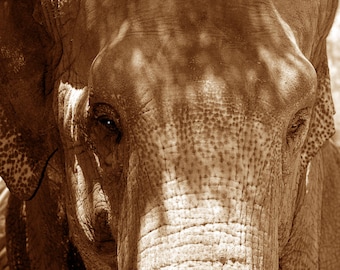Elephants Gentle Giants