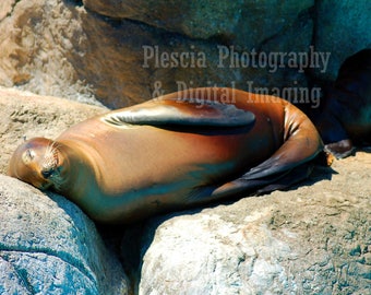 Sleeping Sea Lion