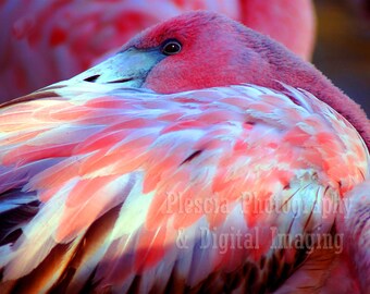 Birds on the Beach - Flamingo