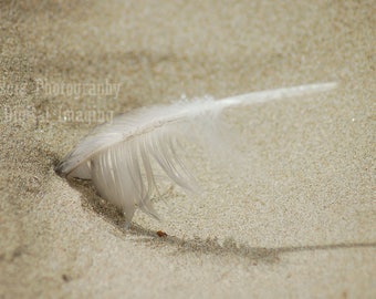 Feather in Sand  How Delicate is Nature