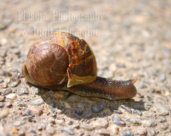 Resident Snail