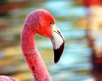 Birds on the Beach - Pink Flamingo