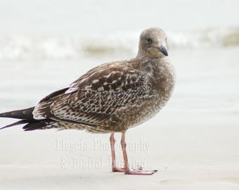 Birds on the Beach Photoraph