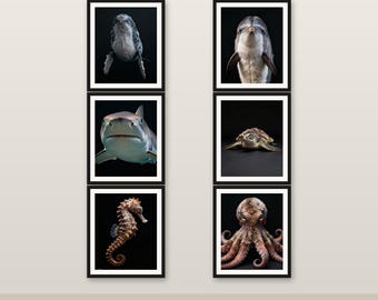 MEGA 10er-Pack Marine Life Art Bundle 4K 6K 8K Digitaler Download Druckbares Dekor Speichern Sie 571 HKD # 1