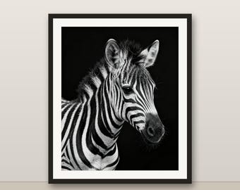 Black and White Zebra Foal Wall Art, Zebra Foal Print, Photorealistic Animal Portrait, Printable Digital Download