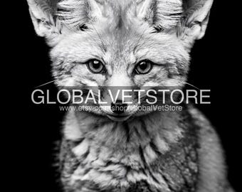 5-Pack Wildlife Animal Art Bundle 4K 6K 8K Digital Download Printable Decor Save 186 HKD