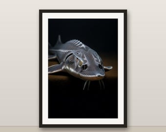 Sturgeon Wall Art, Photorealistic Sturgeon Print, Animal Portrait, Printable Digital Download, Home Decor