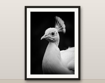 Black and White White Peacock Wall Art, White Peacock Print, Photorealistic Animal Portrait, Printable Digital Download