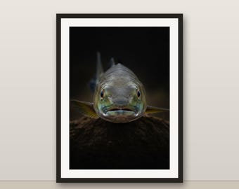 Barracuda Wall Art, Photorealistic Barracuda Print, Animal Portrait, Printable Digital Download, Home Decor