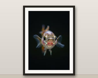 Guppy Wall Art, Photorealistic Guppy Print, Animal Portrait, Printable Digital Download, Home Decor