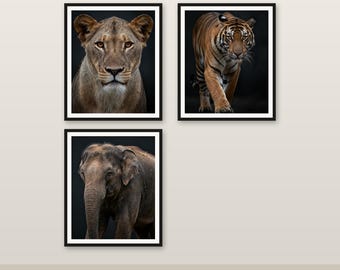 Pacchetto di 3 illustrazioni di animali selvatici in formato digitale 4K, 6K e 8K, stampabili e perfette per decorazioni (versione 1).