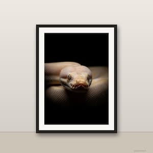 May include: A framed wall art print featuring a close-up of a light tan snake with a textured scale pattern and dark eyes, set against a solid black background. The artwork is enclosed in a simple black frame with a white mat border.