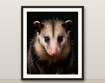 オポッサムのウォールアート、写実的なオポッサムのプリント、動物の肖像画、印刷可能なデジタルダウンロード、ホームデコレーション