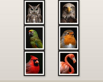 MEGA 10er-Pack Vogel Wand Kunst Bundle 4K 6K 8K Digitaler Download Druckbares Dekor Sparen 571 HKD V1
