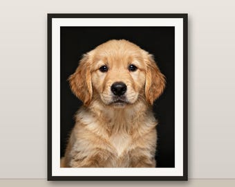 Quadro con cucciolo di Golden Retriever, stampa di cucciolo, decorazione per la cameretta con animali, download digitale stampabile.