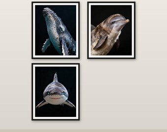 3er-Pack Marine Life Art Bundle 4K 6K 8K Digitaler Download Druckbares Dekor Speichern Sie 102 HKD # 1