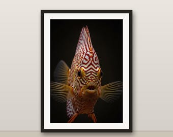 Discus Wall Art, Photorealistic Discus Print, Animal Portrait, Printable Digital Download, Home Decor