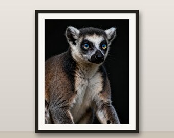 リングテールのウォールアート、フォトリアルなリングテールのプリント、動物の肖像画、印刷可能なデジタルダウンロード、ホームデコレーション