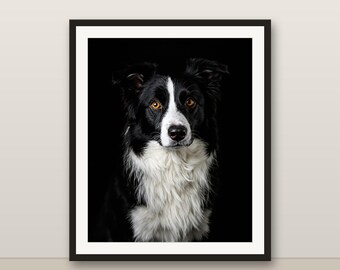 Border Collie Wandkunst, schwarz und weiß Hundedruck, Hunde Porträt, 8K druckbare digitale Download, Hunde Liebhaber Geschenk