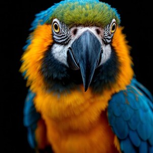 青と金のコンゴウインコのウォールアート、カラー動物ポートレート、4K 8K 印刷可能なデジタルダウンロード、鳥の装飾プリント