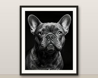 Black and White Blue French Bulldog Wall Art, Blue French Bulldog Print, Photorealistic Animal Portrait, Printable Digital Download