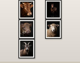 5er-Pack Bauernhoftiere Bundle - Farbtier Wandkunst, 4K/6K/8K druckbarer digitaler Download V1