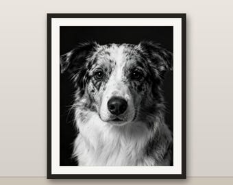 Black and White Merle Australian Shepherd Wall Art, Merle Australian Shepherd Print, Photorealistic Animal Portrait, Printable Digital Downl
