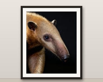 タマンデュアのウォールアート、写実的なタマンデュアのプリント、動物の肖像画、印刷可能なデジタルダウンロード、ホームデコレーション