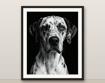 Black and White Merle Great Dane Wall Art, Merle Great Dane Print, Photorealistic Animal Portrait, Printable Digital Download