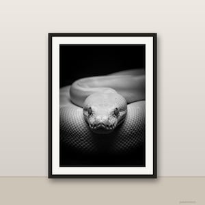 Svartvit albino pytonorm väggkonst, albino pytonorm tryck, fotorealistiskt djurporträtt, utskrivbar digital nedladdning