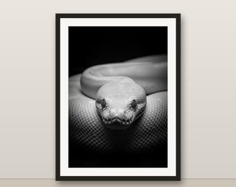 Black and White Albino Python Wall Art, Albino Python Print, Photorealistic Animal Portrait, Printable Digital Download