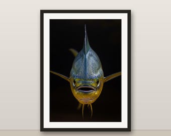 Mahi-mahi Wall Art, Photorealistic Mahi-mahi Print, Animal Portrait, Printable Digital Download, Home Decor