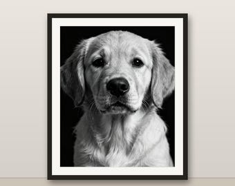 Black and White Golden Retriever Puppy Wall Art, Golden Retriever Puppy Print, Photorealistic Animal Portrait, Printable Digital Download