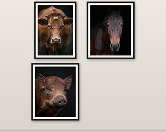 Pacchetto di 3 animali da fattoria - Quadri da parete con animali a colori, download digitale stampabile in 4K/6K/8K #1