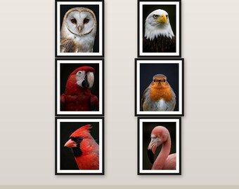 MEGA Pacchetto da 10 Quadri da Parete con Uccelli 4K 6K 8K Download Digitale Stampabile Decorazione Risparmia 571 HKD V1