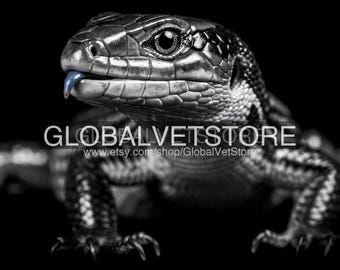 Blue-Tongued Skink Wall Art, Black and White Reptile Print, 4K/6K/8K Digital Download, Modern Home Decor, Vet Office Art