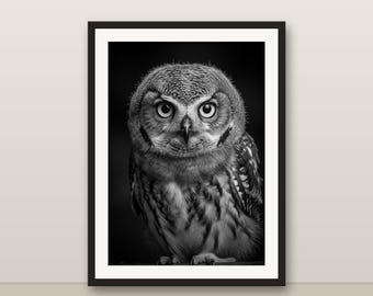 Black and White Owlet Wall Art, Owlet Print, Photorealistic Animal Portrait, Printable Digital Download