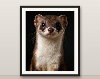 オコジョの壁掛けアート、写実的なオコジョのプリント、動物の肖像画、印刷可能なデジタルダウンロード、ホームデコレーション