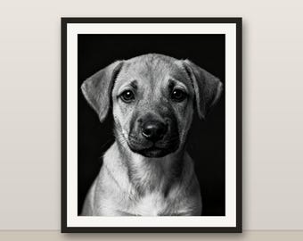 Black and White Puppy Wall Art, Puppy Print, Photorealistic Animal Portrait, Printable Digital Download