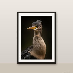 Peut inclure: Une impression d'art encadrée représentant le portrait détaillé d'un oiseau anhinga. L'oiseau possède un cou élancé, des plumes texturées brunes et grises, ainsi qu'un bec pointu jaune et noir. Le fond sombre met en valeur l'oiseau.