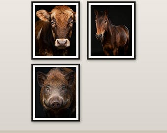 3er-Pack Bauernhoftiere Bundle - Farbtier Wandkunst, 4K/6K/8K druckbare digitale Datei Download # 1