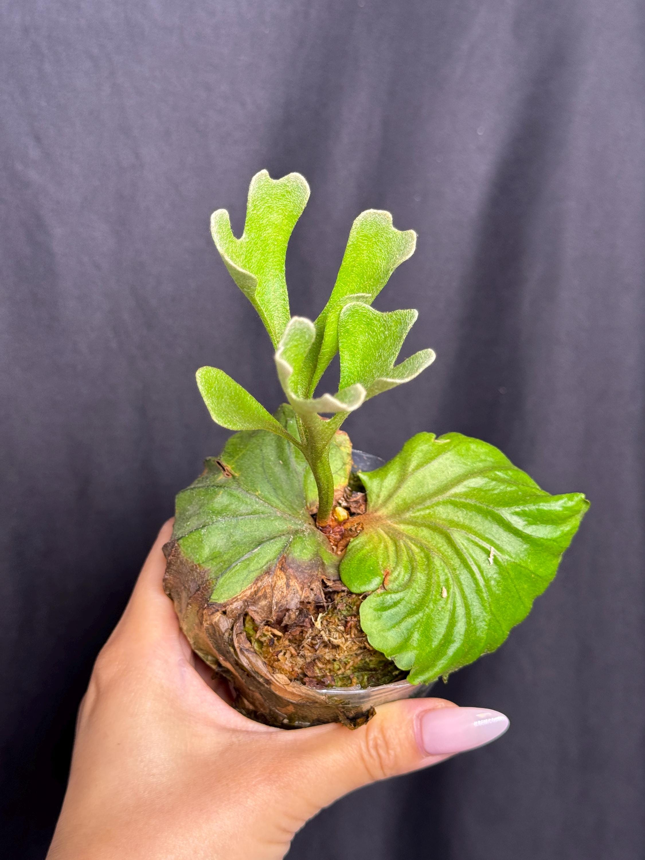 Platycerium Ridleyi Dwarf - Etsy