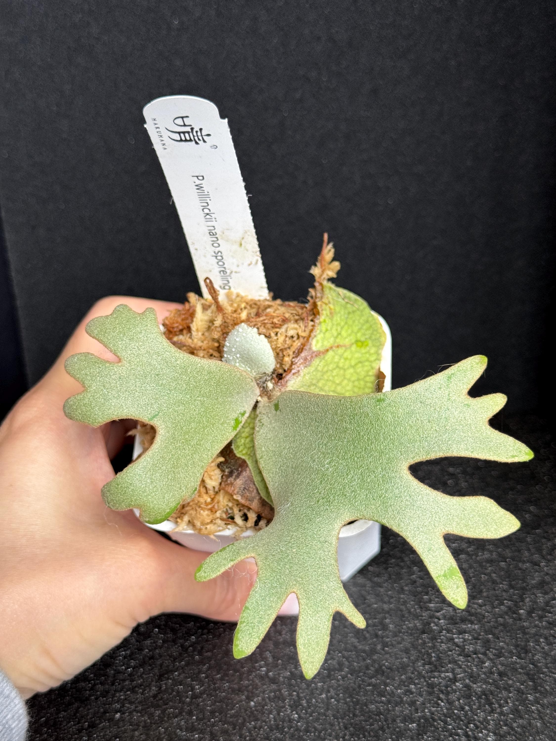 Platycerium Nano - Etsy