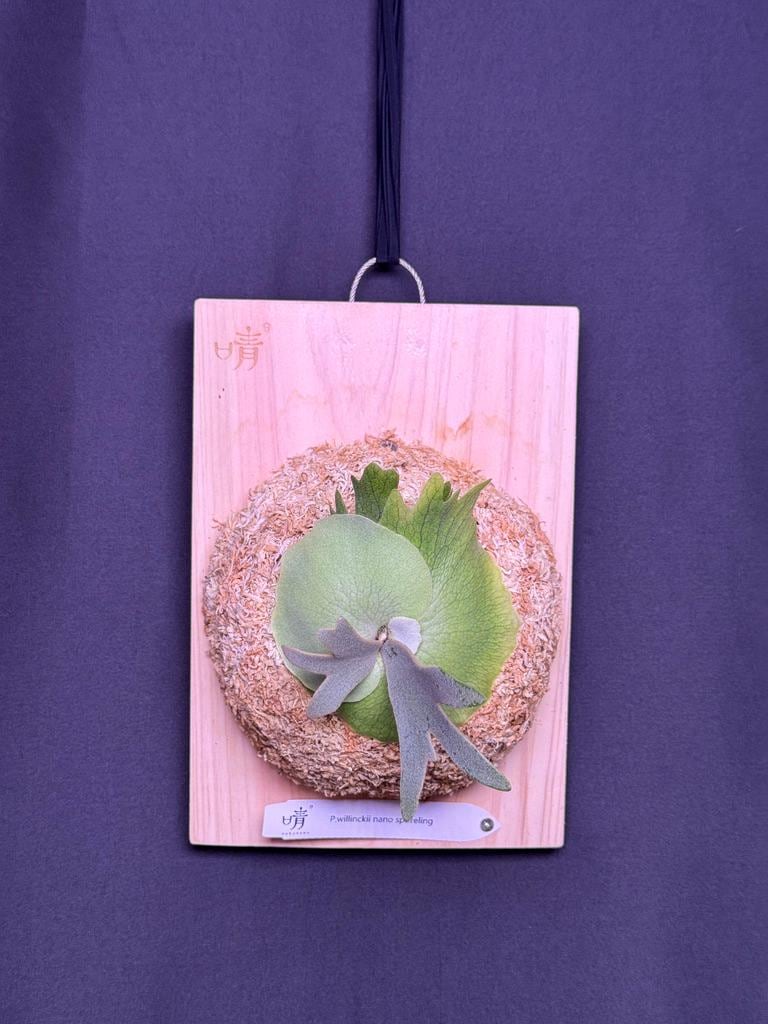 Platycerium Dwarf - Etsy