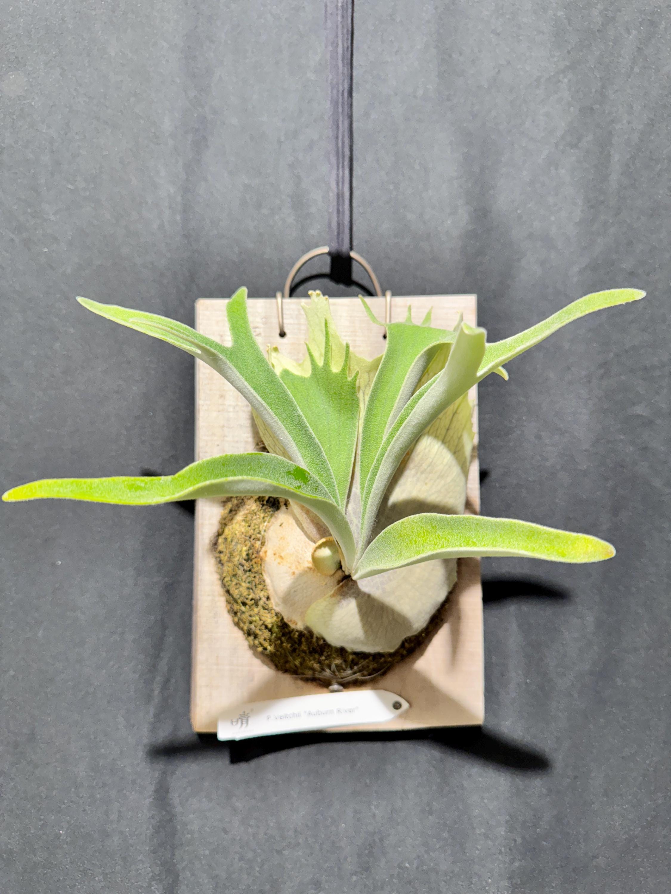 Platycerium Auburn River - Etsy