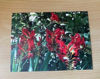 Crocosmia Paniculata Postcards, Scrapbooking Art, Paper Art