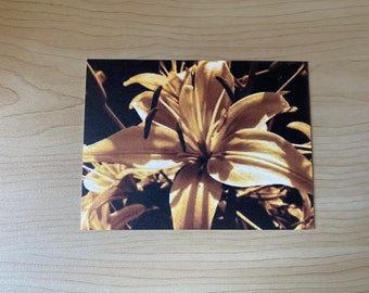 Sepia Daylily Postcards, Paper Art, Scrapbooking Art, Photo Postcard