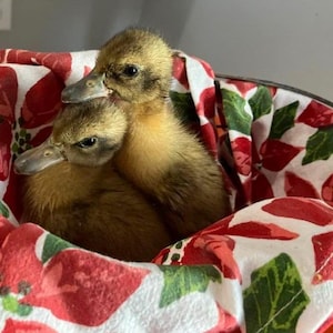 Peut inclure: Deux canetons jaunes et duveteux nichés ensemble dans un tissu à motifs floraux rouges et blancs. Les canetons ont des yeux sombres et des becs gris. Le tissu est à l'intérieur d'un seau en métal.