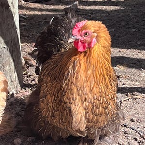 10 Organic Bantam Cochin Eggs freshly laid on our farm