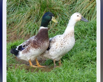 8 Organic Welsh Harlequin Duck eggs freshly laid on our farm